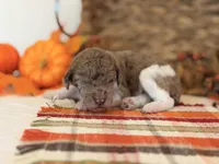 ‘SPEC’ - AKC STANDARD POODLE, a male Poodle - Standard  for sale in Atlanta, GA – 2 of 7