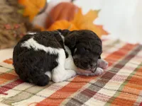 ‘CAROUSEL’ - AKC STANDARD POODLE, a male Poodle - Standard  for sale in Atlanta, GA – 2 of 6