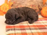 ‘HOUDINI’ - AKC STANDARD POODLE, a male Poodle - Standard  for sale in Atlanta, GA – 3 of 7