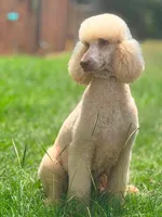 ‘LOVE-A-LOT’ - AKC STANDARD POODLE, a female Poodle - Standard  for sale in Atlanta, GA – 7 of 8