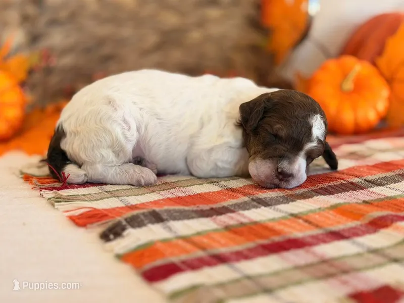 ‘LOVE-A-LOT’ - AKC STANDARD POODLE – Poodle - Standard  puppy for sale in Atlanta, GA