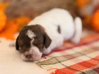 ‘LOVE-A-LOT’ - AKC STANDARD POODLE, a female Poodle - Standard  for sale in Atlanta, GA – 2 of 8