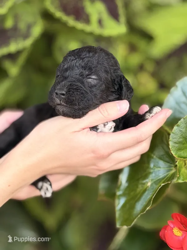 Hashbrown – Bedlington Terrier puppy for sale in Atlanta, GA