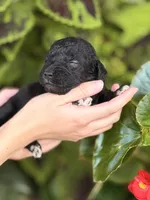 Hashbrown, a female Bedlington Terrier for sale in Atlanta, GA – 1 of 1