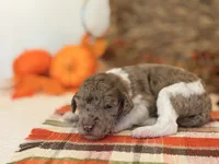 ‘SPEC’ - AKC STANDARD POODLE, a male Poodle - Standard  for sale in Atlanta, GA – 4 of 7