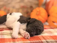 ‘GYPSY’ - AKC STANDARD POODLE, a female Poodle - Standard  for sale in Atlanta, GA – 4 of 7