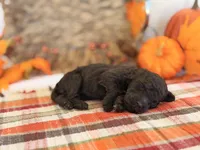 ‘JESTER’ - AKC STANDARD POODLE, a male Poodle - Standard  for sale in Atlanta, GA – 3 of 5