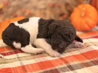 ‘GYPSY’ - AKC STANDARD POODLE, a female Poodle - Standard  for sale in Atlanta, GA – 1 of 7