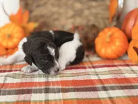 ‘HOAX’ - AKC STANDARD POODLE, a male Poodle - Standard  for sale in Atlanta, GA – 6 of 9