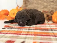 ‘HOUDINI’ - AKC STANDARD POODLE, a male Poodle - Standard  for sale in Atlanta, GA – 2 of 7