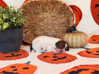 ‘LOVE-A-LOT’ - AKC STANDARD POODLE, a female Poodle - Standard  for sale in Atlanta, GA – 6 of 8