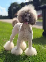 ‘HOUDINI’ - AKC STANDARD POODLE, a male Poodle - Standard  for sale in Atlanta, GA – 7 of 7