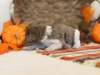 ‘SPEC’ - AKC STANDARD POODLE, a male Poodle - Standard  for sale in Atlanta, GA – 3 of 7