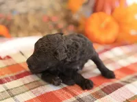 ‘JESTER’ - AKC STANDARD POODLE, a male Poodle - Standard  for sale in Atlanta, GA – 2 of 5