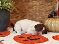 ‘LOVE-A-LOT’ - AKC STANDARD POODLE, a female Poodle - Standard  for sale in Atlanta, GA – 5 of 8