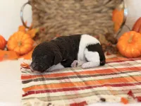 ‘POGO’ - AKC STANDARD POODLE, a male Poodle - Standard  for sale in Atlanta, GA – 2 of 8