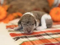 ‘SPEC’ - AKC STANDARD POODLE, a male Poodle - Standard  for sale in Atlanta, GA – 5 of 7