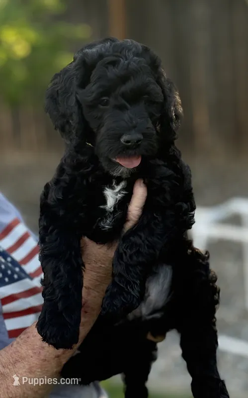 Stetson – Goldendoodle puppy for sale in Coeur d'Alene, ID