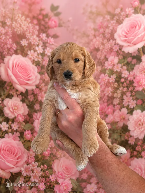Sage – Goldendoodle puppy for sale in Coeur d'Alene, ID