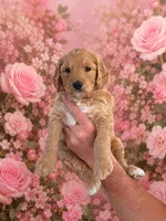 Sage, a female Goldendoodle for sale in Coeur d'Alene, ID – 1 of 1