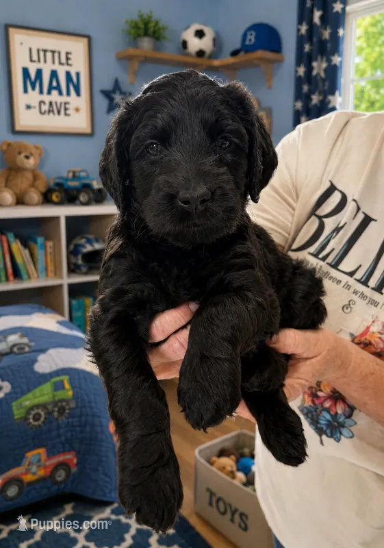 Stallion – Goldendoodle puppy for sale in Coeur d'Alene, ID