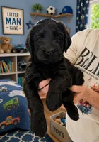 Stallion, a male Goldendoodle for sale in Coeur d'Alene, ID – 1 of 1