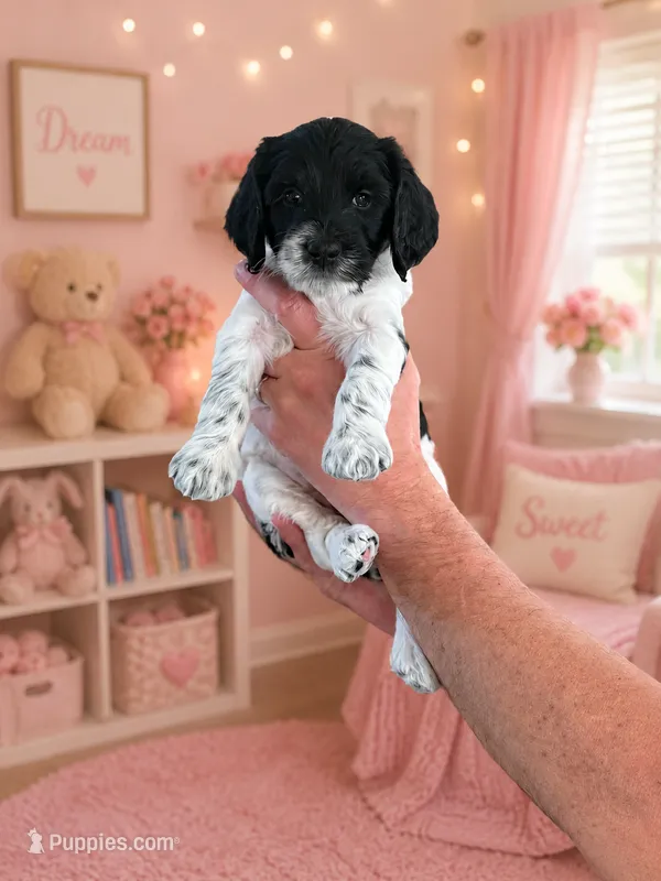 Lady – Goldendoodle puppy for sale in Coeur d'Alene, ID