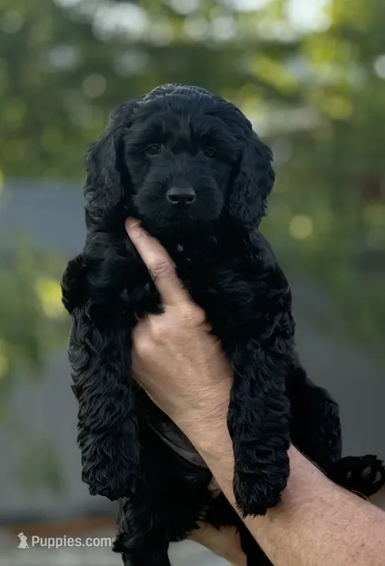Willow – Goldendoodle puppy for sale in Coeur d'Alene, ID