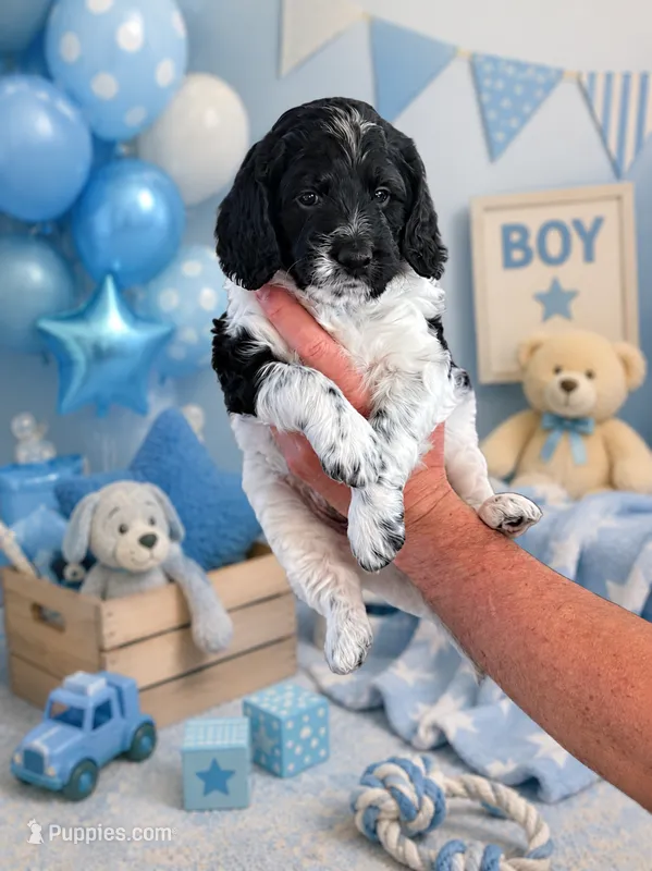 Ranger  – Goldendoodle puppy for sale in Coeur d'Alene, ID