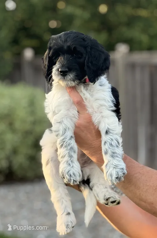 Lady – Goldendoodle puppy for sale in Coeur d'Alene, ID