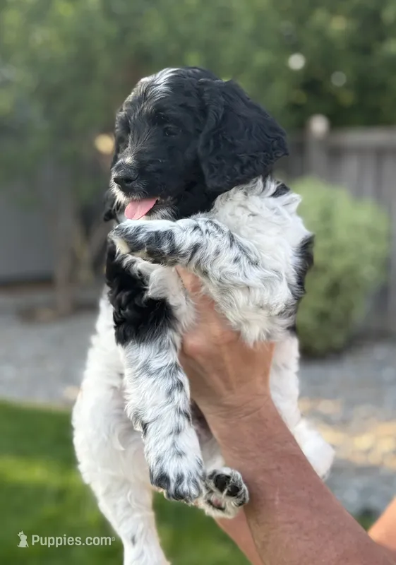 Ranger  – Goldendoodle puppy for sale in Coeur d'Alene, ID