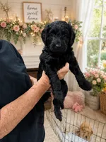 Willow, a female Goldendoodle for sale in Coeur d'Alene, ID – 1 of 1