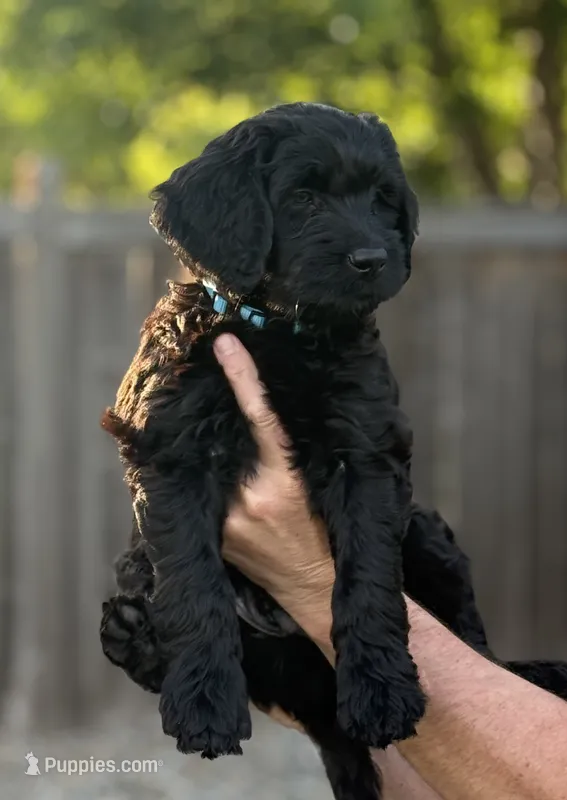 Stallion – Goldendoodle puppy for sale in Coeur d'Alene, ID