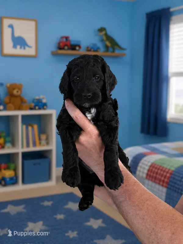 Stetson – Goldendoodle puppy for sale in Coeur d'Alene, ID