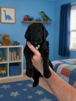 Stetson, a male Goldendoodle for sale in Coeur d'Alene, ID – 1 of 1