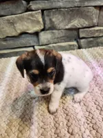 Arnie, a male Beagle for sale in St. Peters, MO – 2 of 6
