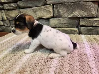 Arnie, a male Beagle for sale in St. Peters, MO – 5 of 6