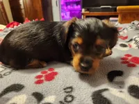 Betty Boop, a female Yorkshire Terrier for sale in St. Peters, MO – 2 of 7