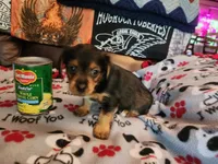 Betty Boop, a female Yorkshire Terrier for sale in St. Peters, MO – 6 of 7