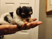 Annie, a female Yorkshire Terrier for sale in St. Peters, MO – 2 of 4