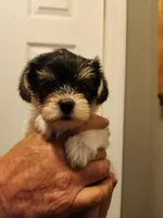 Annie, a female Yorkshire Terrier for sale in St. Peters, MO – 1 of 4