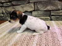 Arnie, a male Beagle for sale in St. Peters, MO – 6 of 6