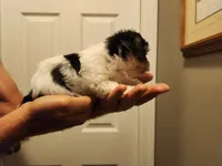 Annie, a female Yorkshire Terrier for sale in St. Peters, MO – 3 of 4