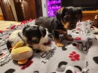 Betty Boop, a female Yorkshire Terrier for sale in St. Peters, MO – 5 of 7