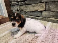 Arnie, a male Beagle for sale in St. Peters, MO – 3 of 6