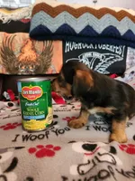 Betty Boop, a female Yorkshire Terrier for sale in St. Peters, MO – 3 of 7