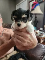 Annie, a female Yorkshire Terrier for sale in St. Peters, MO – 4 of 4