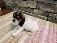 Arnie, a male Beagle for sale in St. Peters, MO – 4 of 6
