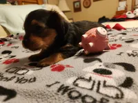 Betty Boop, a female Yorkshire Terrier for sale in St. Peters, MO – 7 of 7