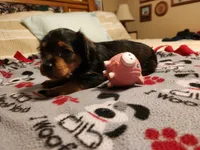 Betty Boop, a female Yorkshire Terrier for sale in St. Peters, MO – 1 of 7